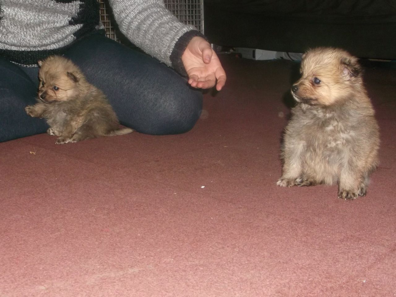 Adorable Beautiful Pomerianian Puppies For Sale