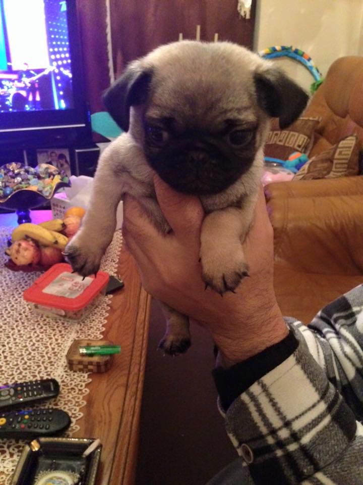Adorable Beautiful Pug Puppies For Sale