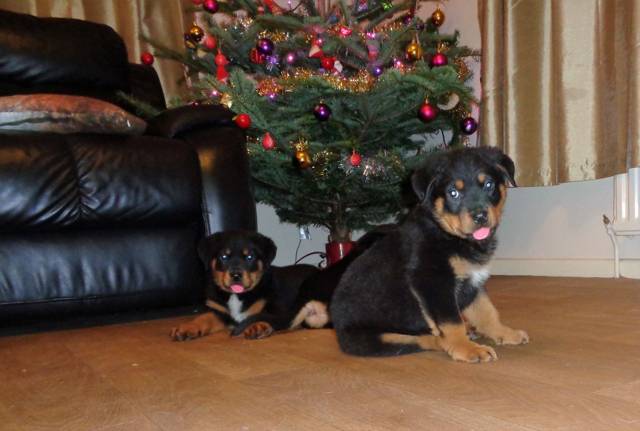 Gorgeous Chunky Rottweiler Puppies for Sale