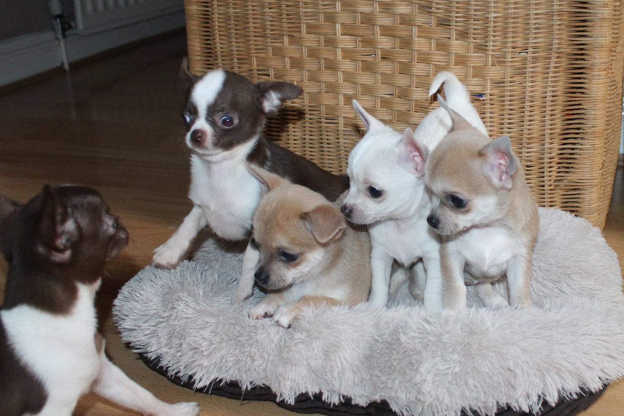 Pure White Chihuahua And Blue Fawn Boys For Sale
