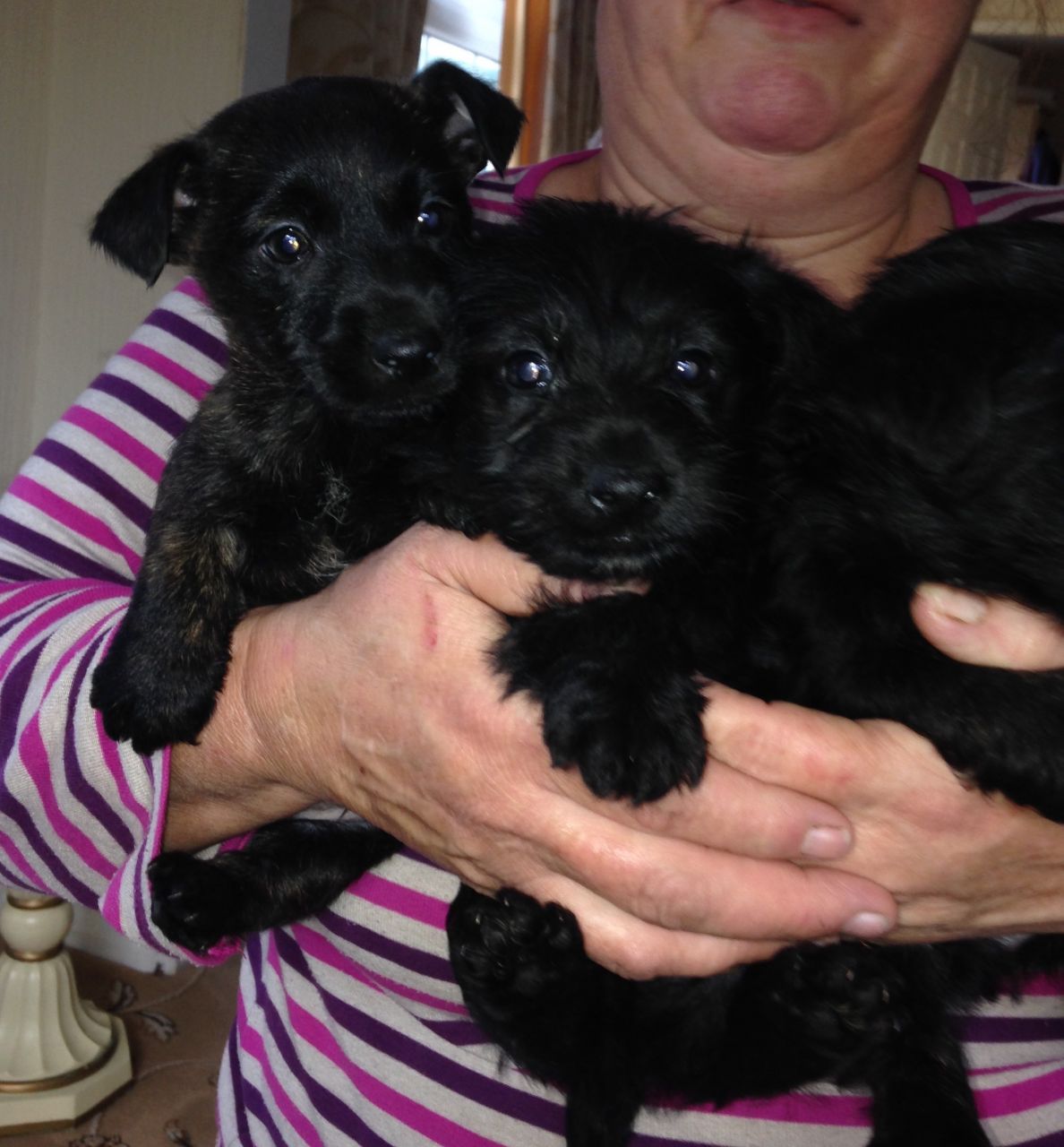 Scottish Terrier 2 Boys 2 Girls Puppies for Sale