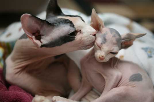 Sphynx kittens-please contact.