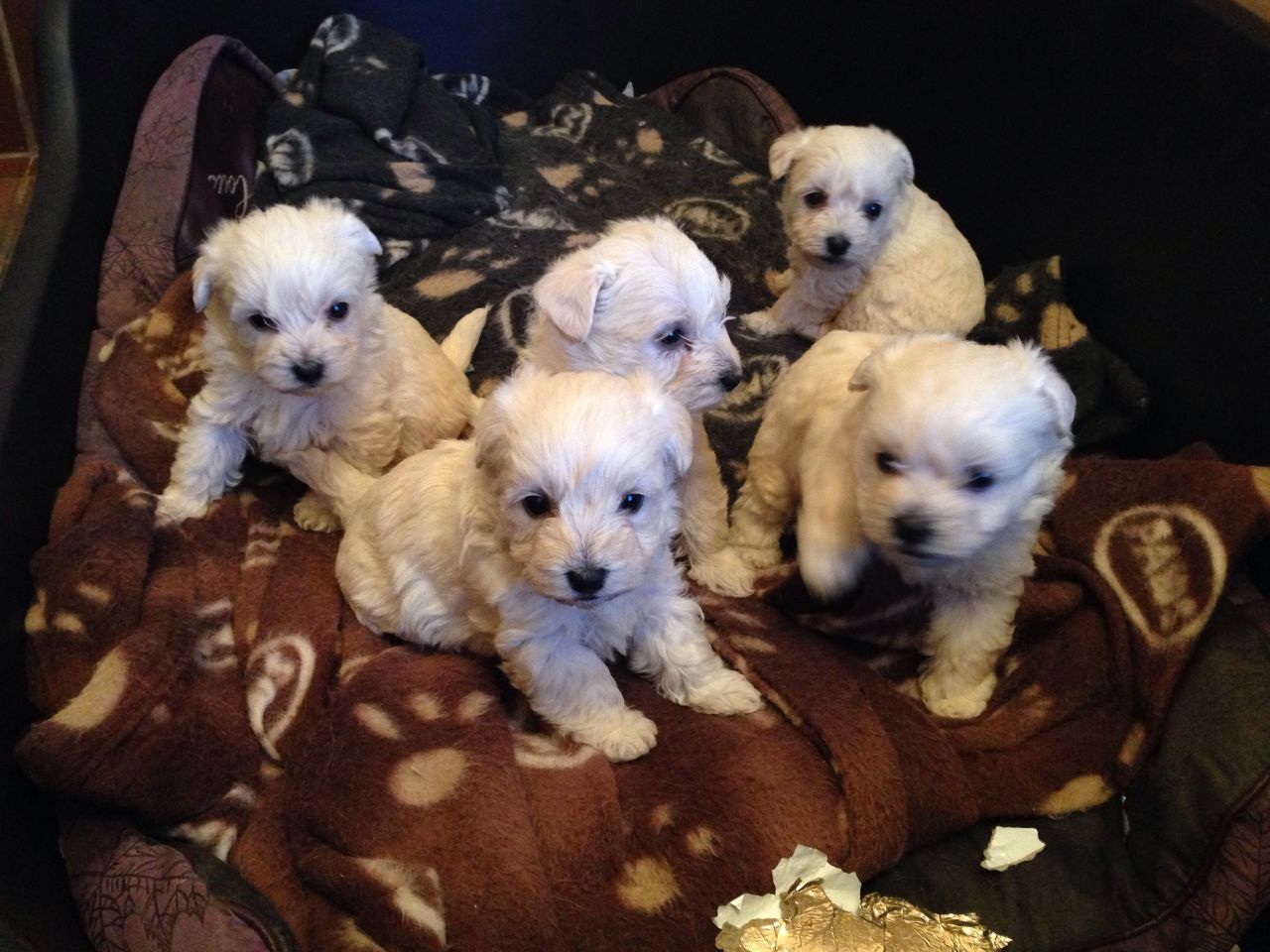 Beautiful Westipoo Puppies