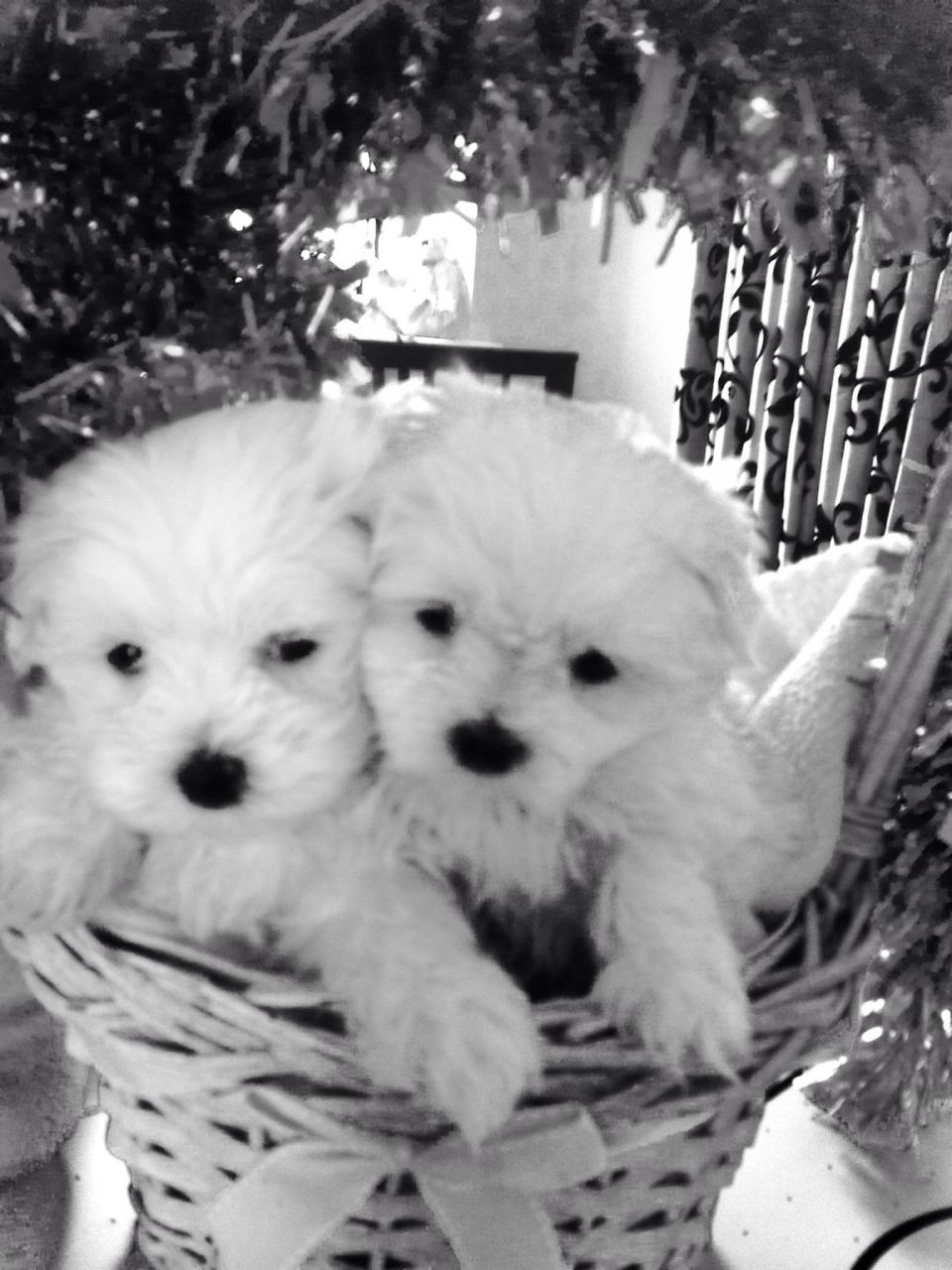 Quilty Maltese Kc Pups