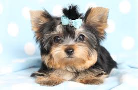 Sweet Yorkie puppies ready now