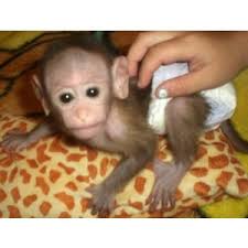 Charming Marmoset Monkey for sale