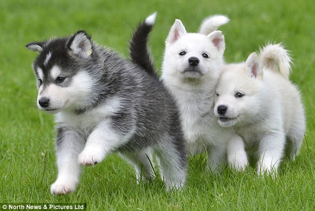 male and female HUSKY  for sale