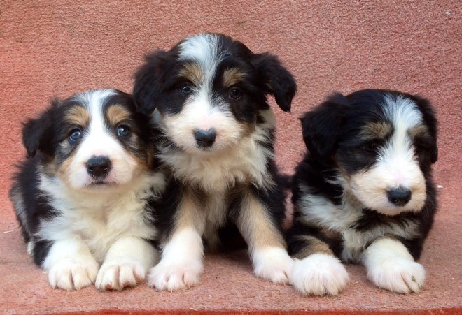 Working Bearded Collie Puppies For Sale