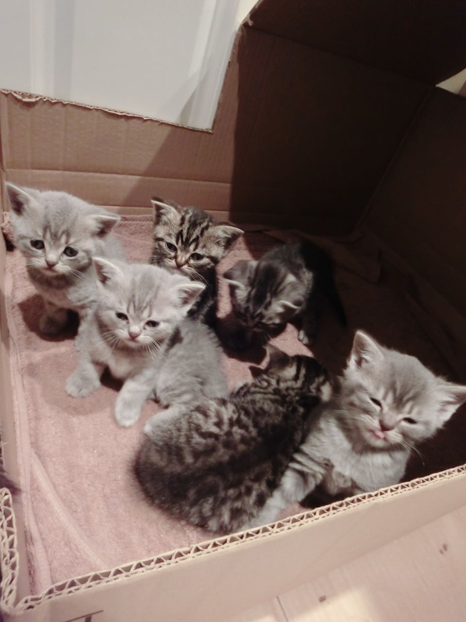 6 lovely british shorthair Kittens !( 2 girls And 4 Boys )