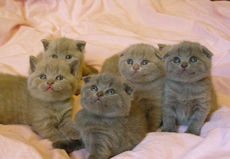 Gorgeous Chunky Gccf Registered Blue Bsh Kittens
