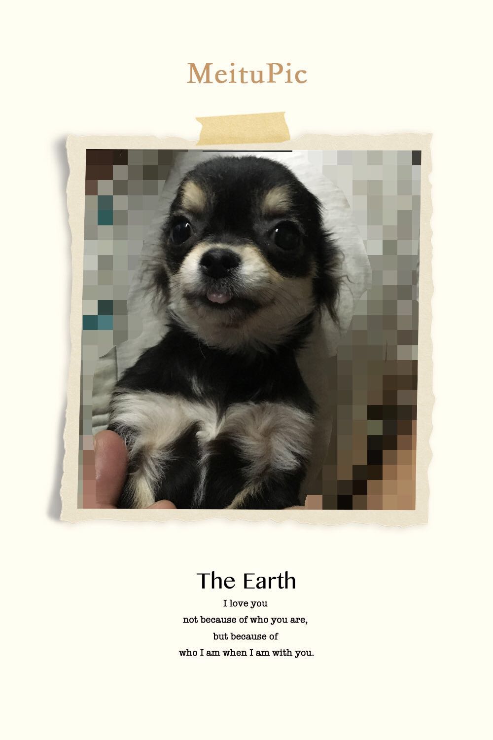 sell Pup Chihuahua