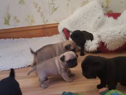 Black and Fawn Pug Puppies For Sale