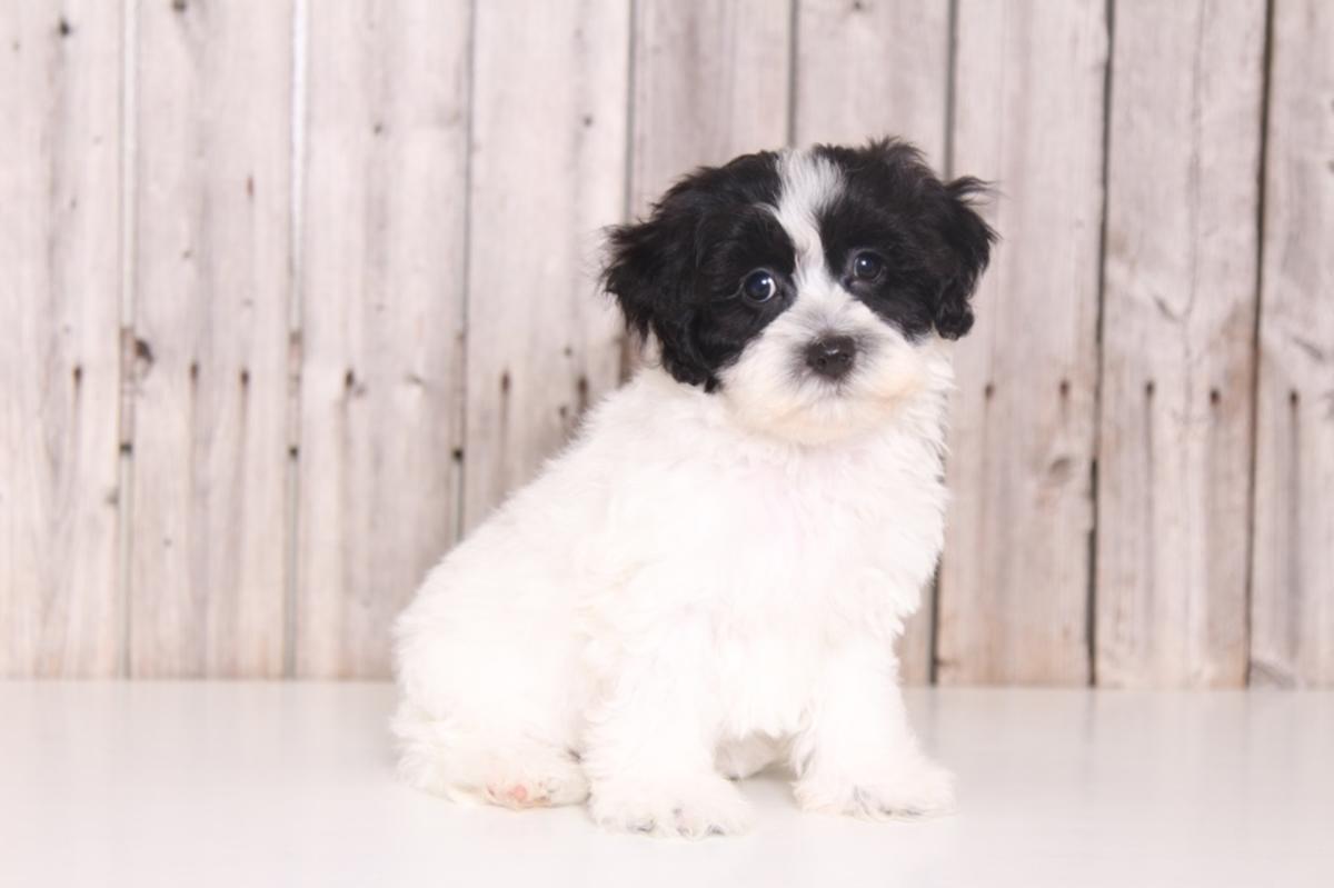 Havanese pups available 