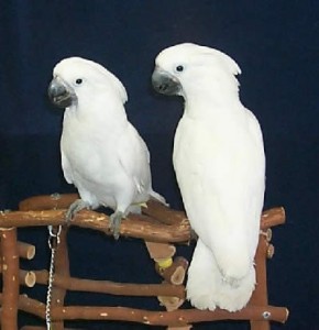 Lovely Pair of Umbrella Cockatoos for Sale