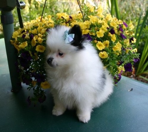 Pomeranian puppies for rehoming