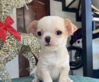 Pedigree Chihuahua Pups For Sale