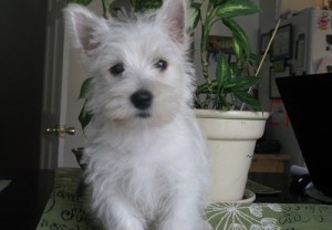 Darling registered Westie puppy looking for her forever home,