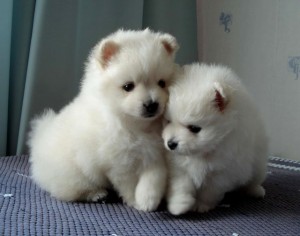 Two lovely pom puppies for new year gif