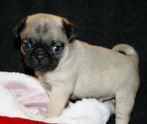 i have male pug puppies for sale