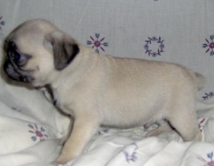 Lovely Pug Puppies For this comming new year.Do not forgot to drop your number.
