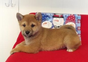 Adorable registered Shiba Inu puppie