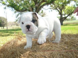 Extremely cute bulldog puppy available for adoption
