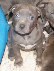 American Pit Bull Puppies For Adoption