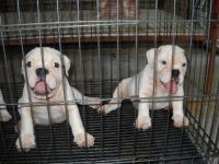  Male and Female English Bulldog Puppies For Adoptio