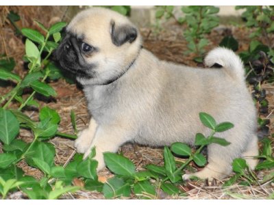  Registered dewormed Pug Puppies