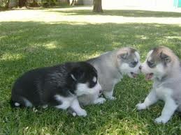Cute and Loving siberian husky puppies available