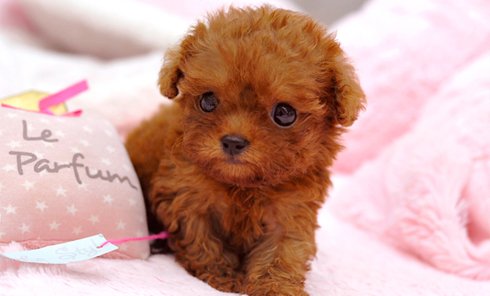 TEACUP POODLE PUPPIES FOR ADOPTION