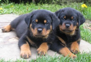  Rottweiler puppies Male and female.