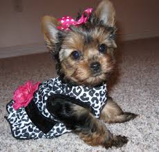  AKC Charming Male And Female Teacup Yorkie puppies for adoption