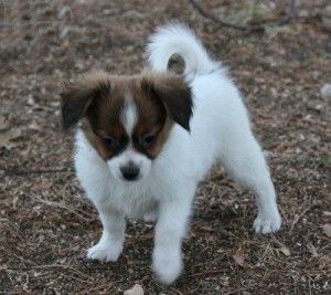 Cute and adorable Papillon Puppies for adoption contact with cell phone number##