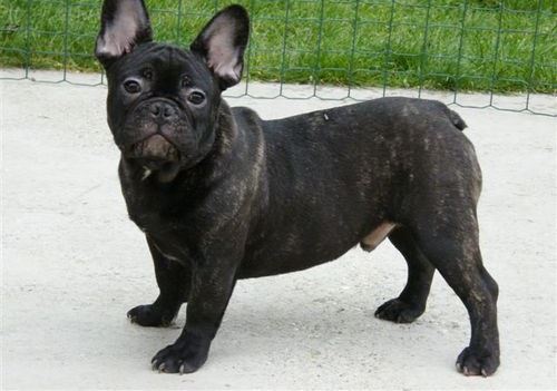 sweet and nice french bulldog puppies for sale