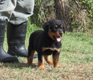 Healthy Rottweiler Puppies For adoption