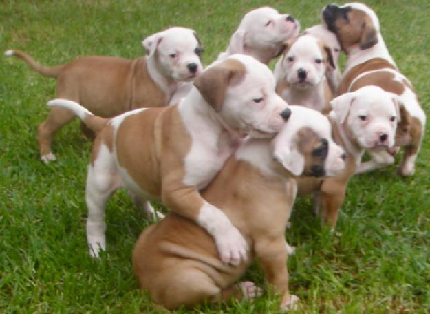 AKC registered AMERICAN-BULLDOG-PUPPIES for re homing asap