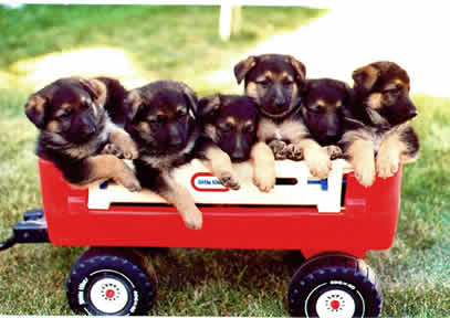  Cute German shepherd puppies for adoption