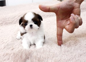 Teacup Shih Tzu puppies Available