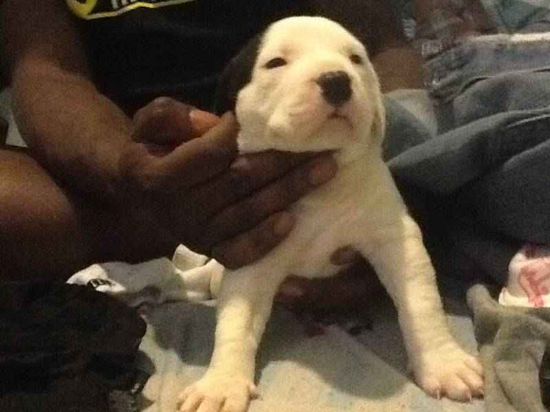 Pit bull puppy tricolor