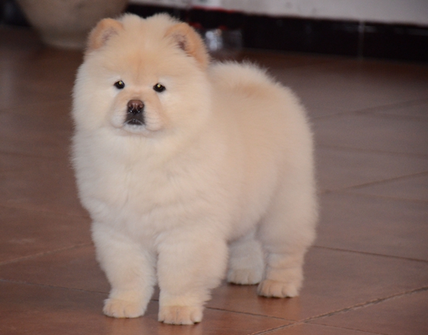 Show potential cream female chow puppy