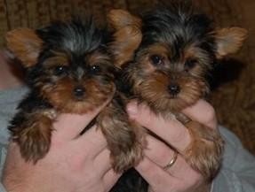 Precious Yorkshire Terrier Puppies for sale