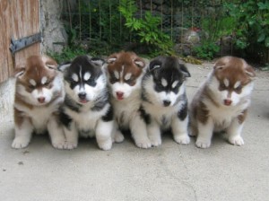 AKC registred Siberian Husky Puppies Now available.