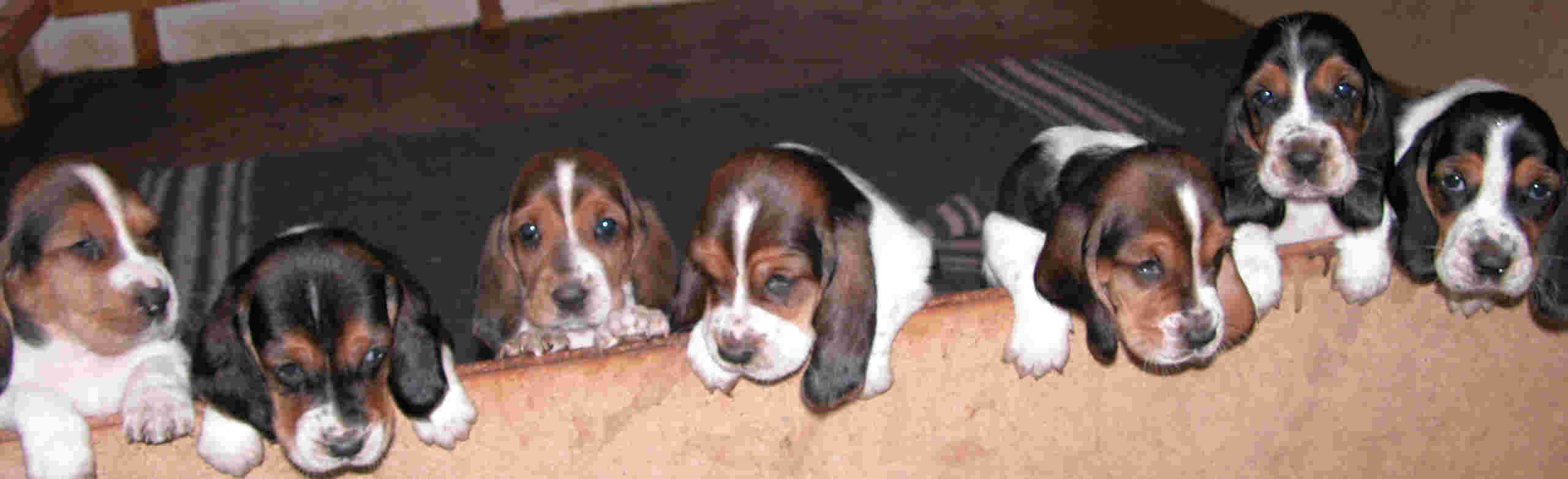 Beautiful Socialised Basset Hound Puppies For Sale
