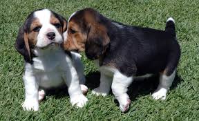 Home Bred Beagles puppies