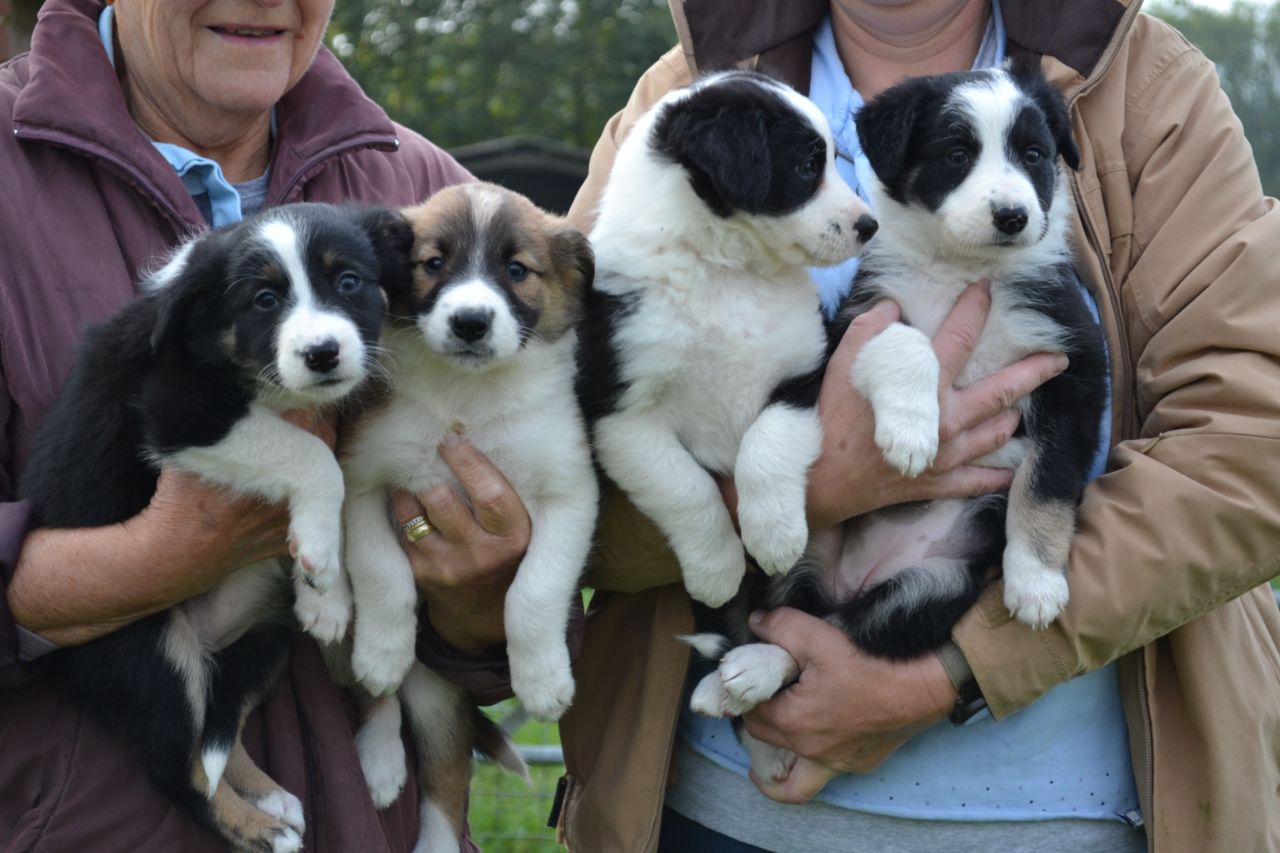 Stunning Litter Off Border Collie Puppies