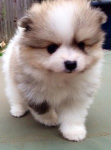 Female Pomeranian Puppies for sale