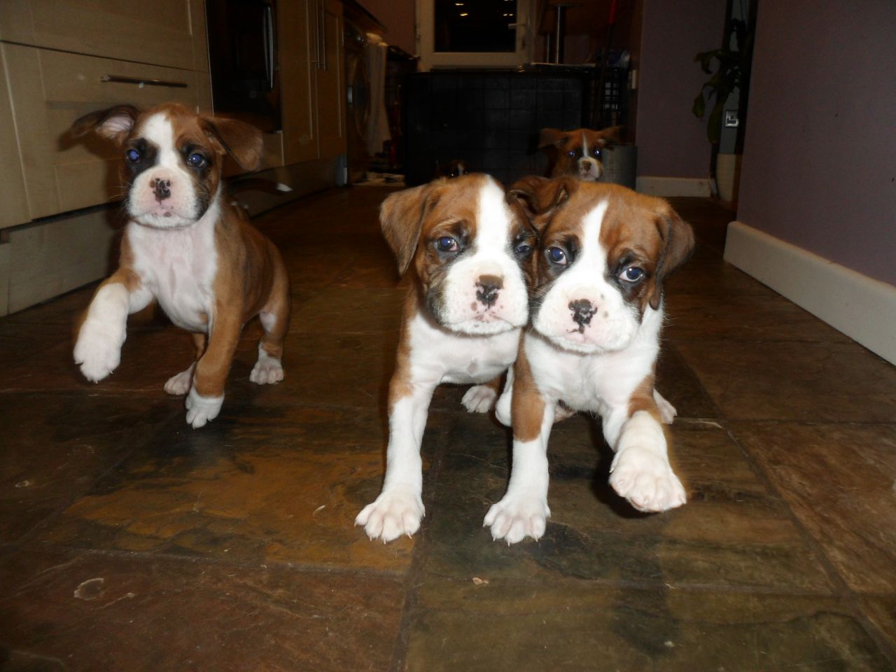 Stunning Boxer Puppies Kc Reg. Ready Now Flashy boxer pups available now. Pups have been vet checked, have first full va