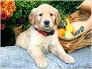 Golden Retriever Puppy available now.