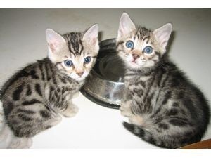 Home Trained Male And female bengal kittens for sale .